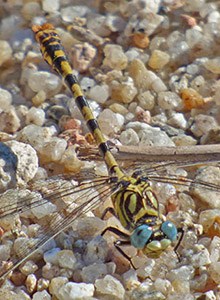 Male Small Pincertail - Onychogomphus forcipatus © John Muddeman